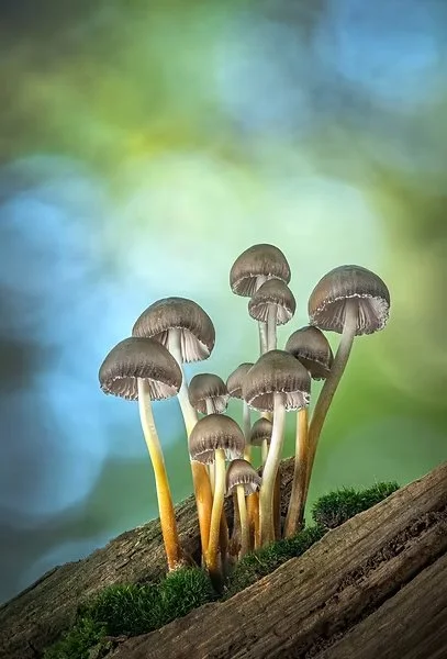 'Fungi' - A ZOOM talk by Tony North
