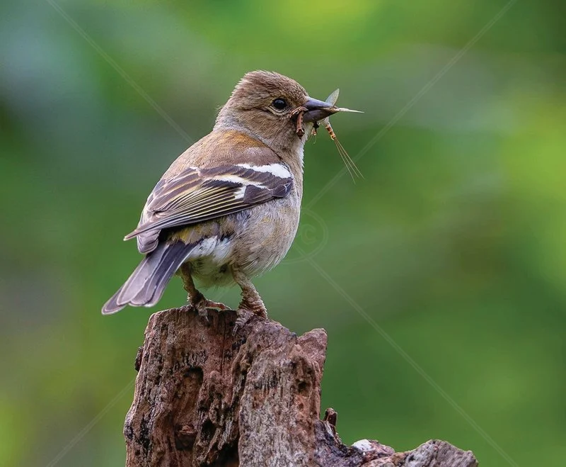  Chaffinch with a Mayfly by Chris Purnell - 1st (Int) 