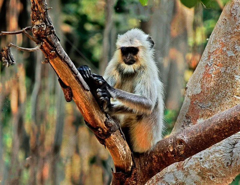  Langur Monkey by David Prestwood - C (Int) 