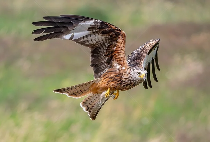  Red Kite by Chris Purnell - HC (Int) 