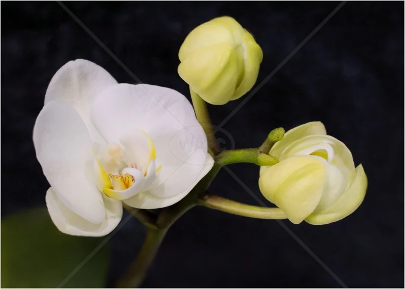  White Orchid by Tracy Jackson - 2nd (Int) 
