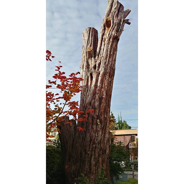 #upupandaway one of the #largest #Pacificyew #trees she &quot;died&quot; about 3 years ago. My son's name #Eoghann means &quot;born of the yew tree,&quot; and comes from my grandmother's county in Ireland, Tyrone &quot;earth born to the yew tree.&quo