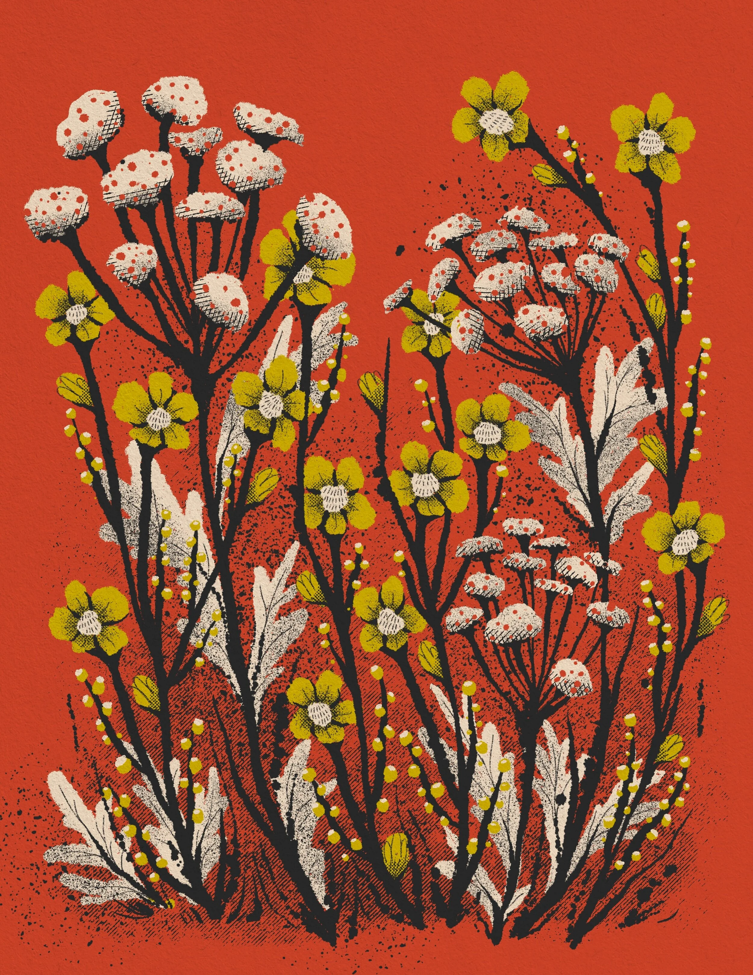 191217_Queen Annes lace_Mallory Cohn.JPG