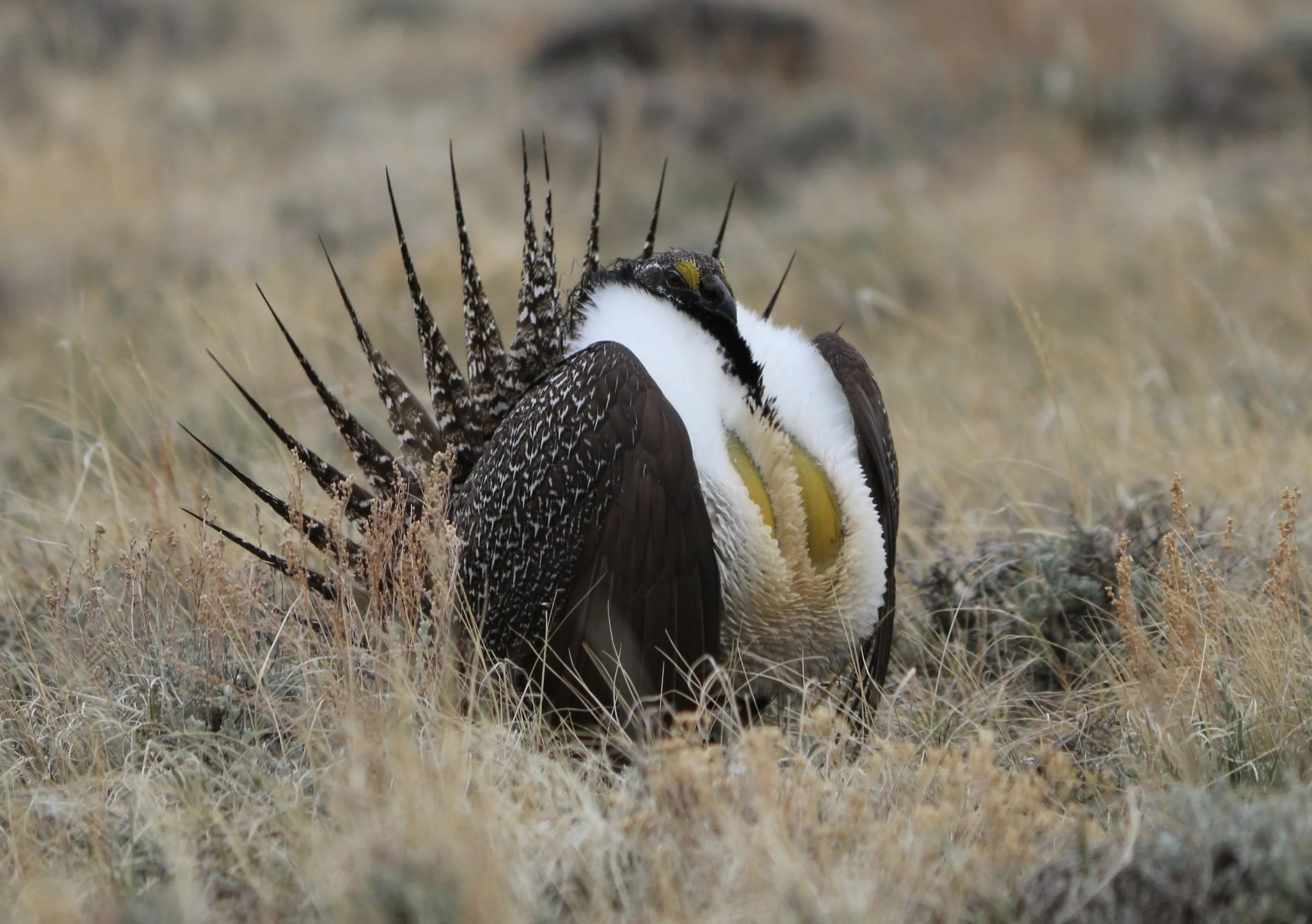 Species Spotlight: Greater Sage-Grouse