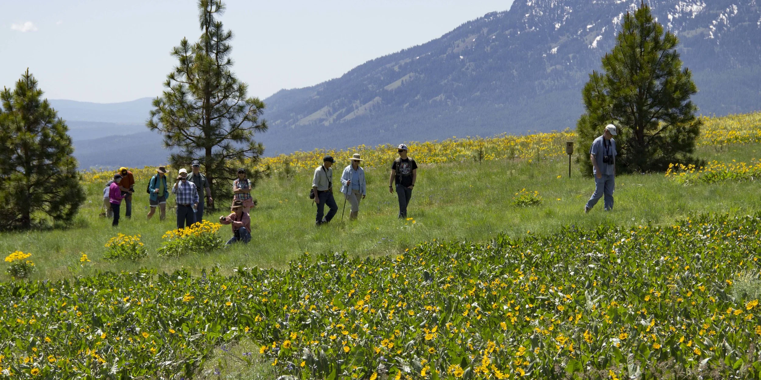 Wildflower Wonders