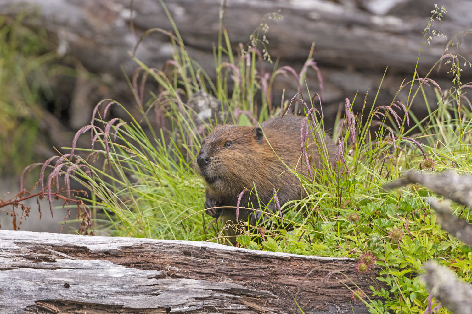 Acadia's North American Beaver: The Ultimate Keystone Species (U.S.  National Park Service)