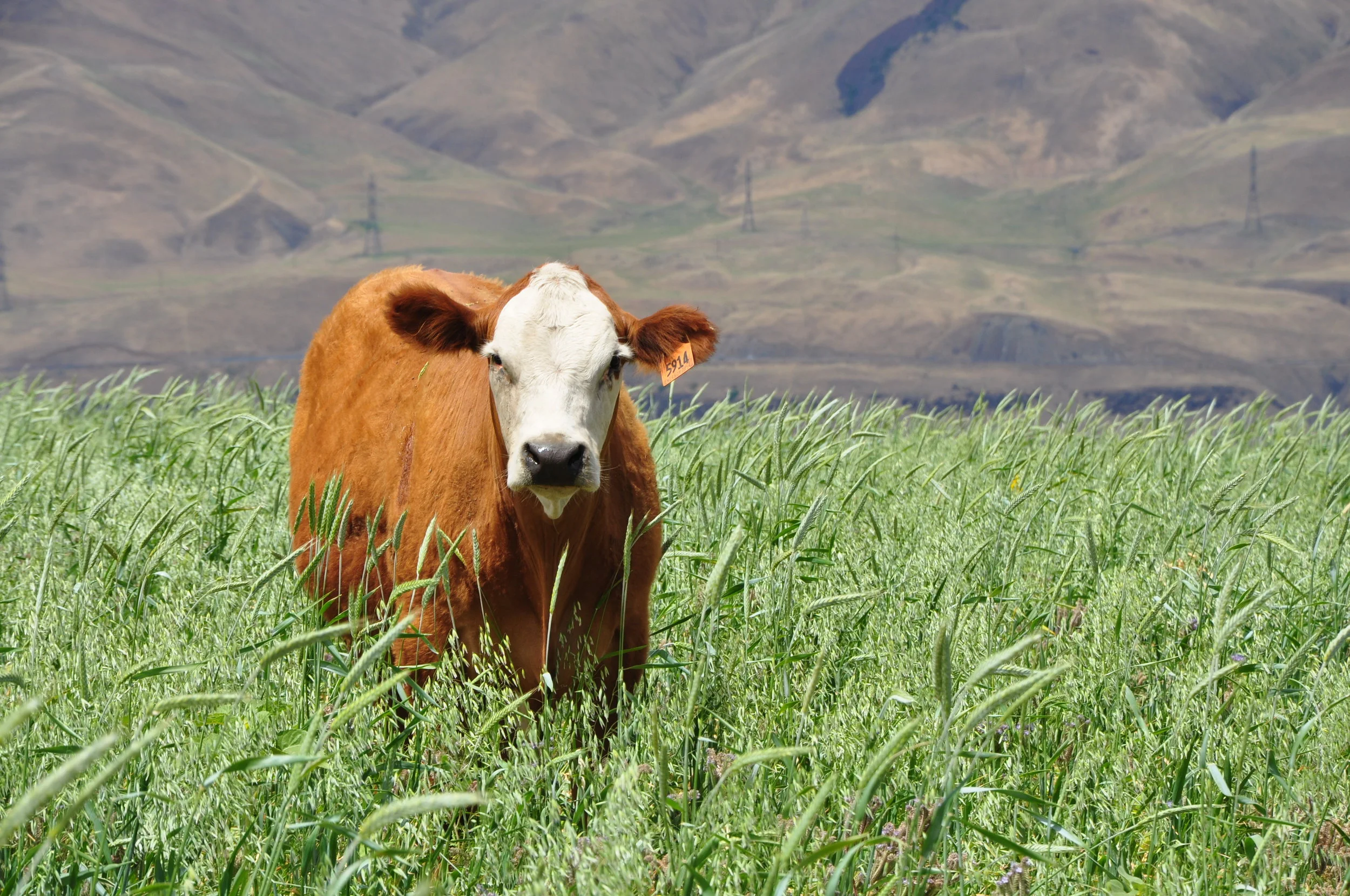 Regenerative Agriculture