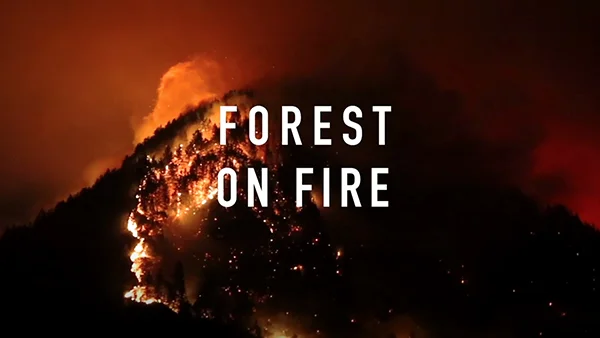 Forest on Fire