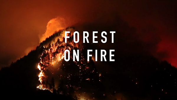 Forest on Fire