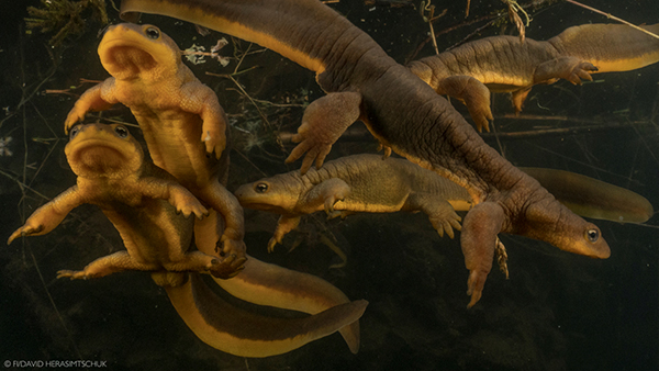 March of the Newts