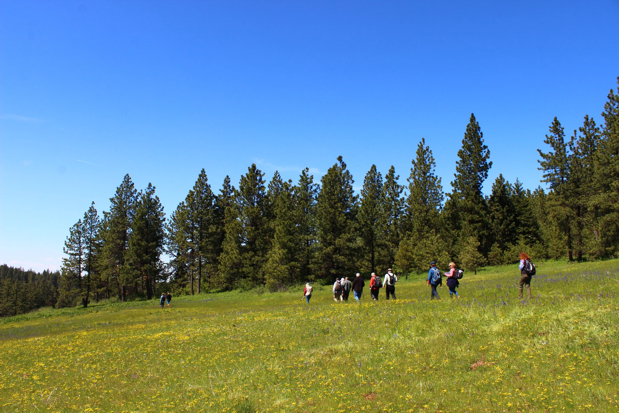 Botany in the Blues I