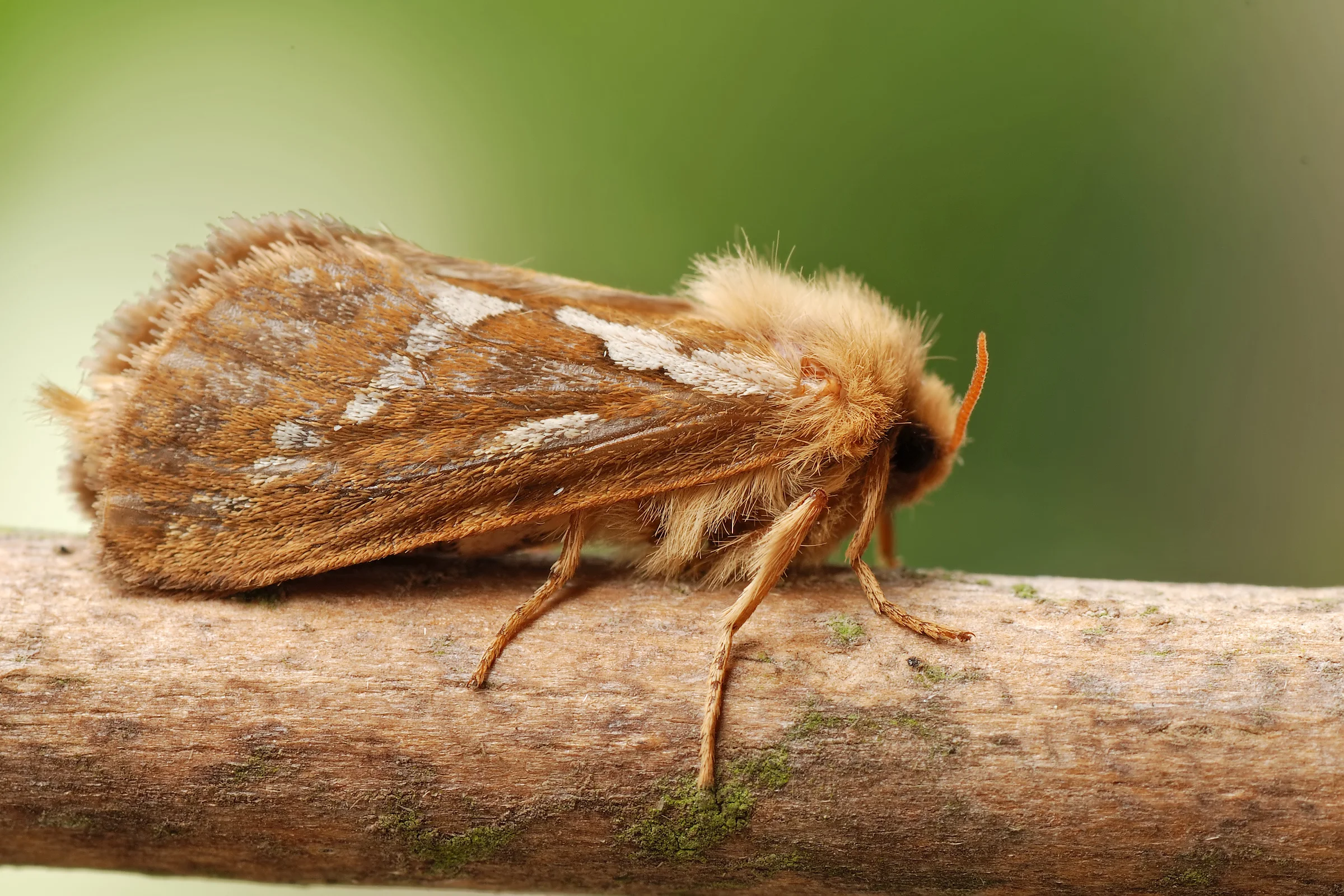 A Night with Moths - SOLD OUT