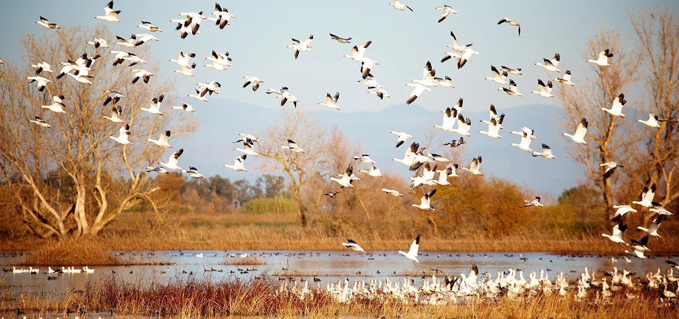 For Love of Geese