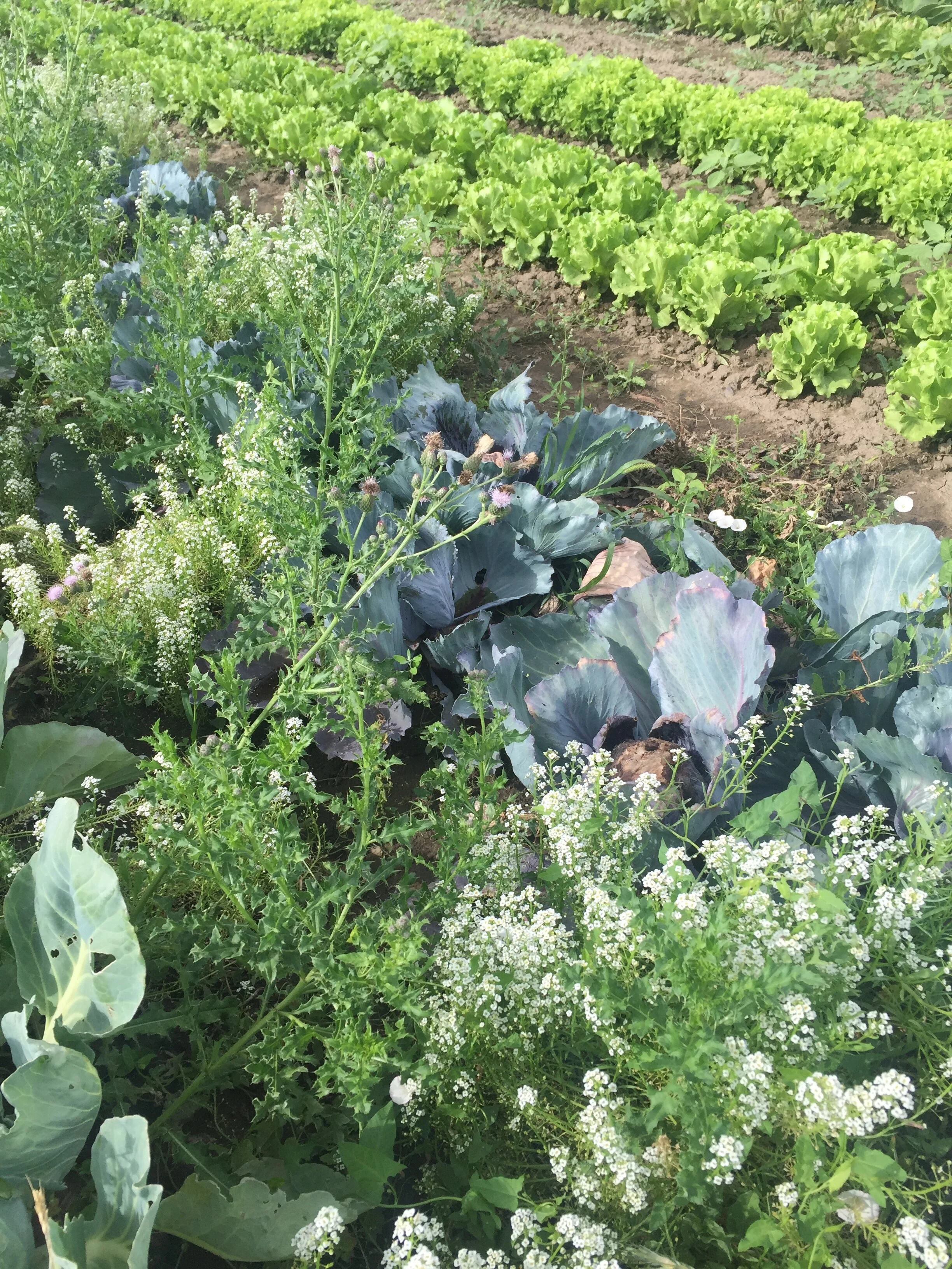 Farm Kids Summer Camp 2022