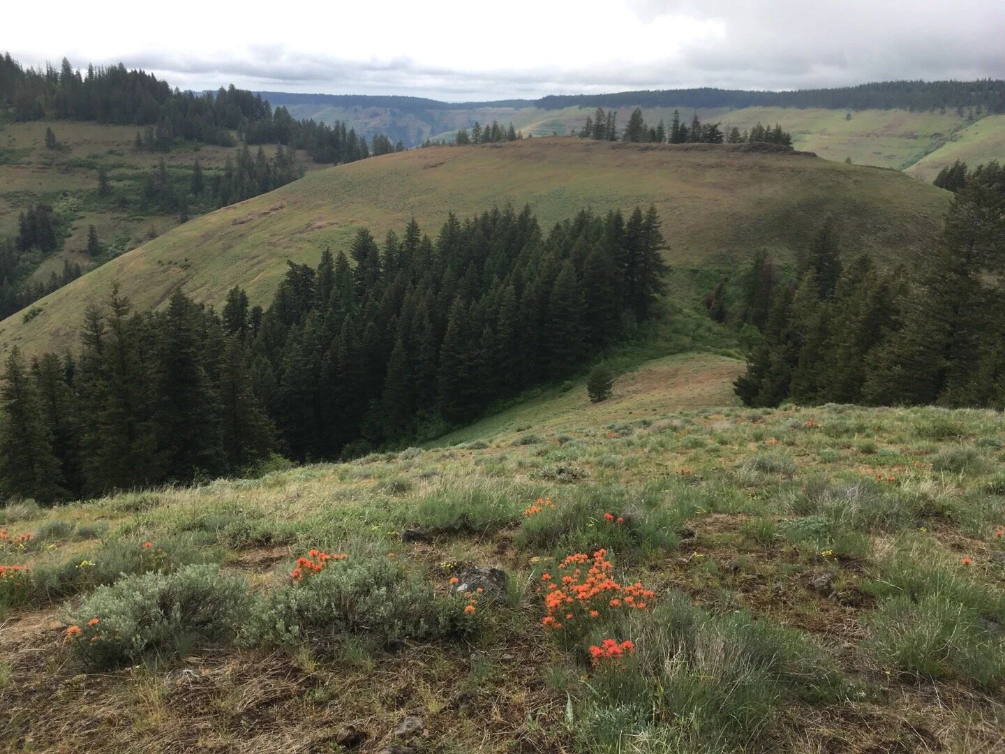 Blues Crew Work Party: Grouse Mountain Trail #3081 - June 5th