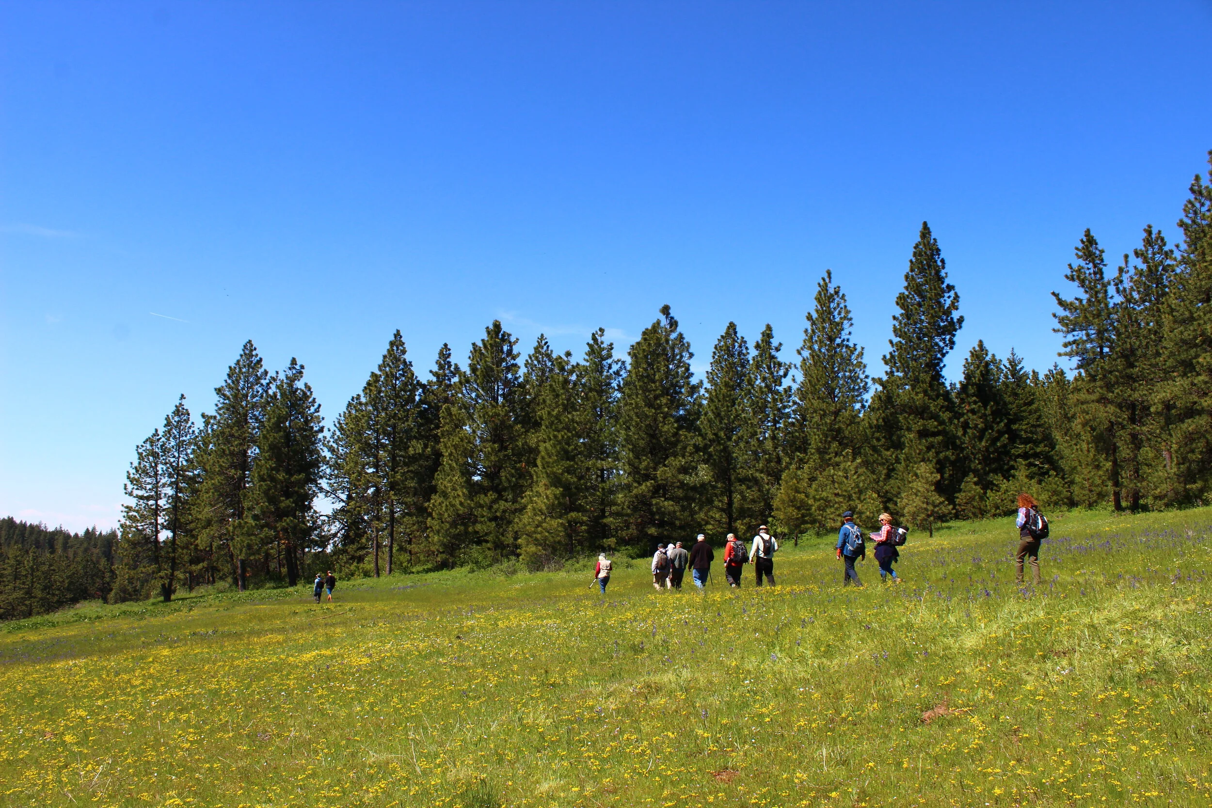 Botany in the Blues -  Umatilla Rim