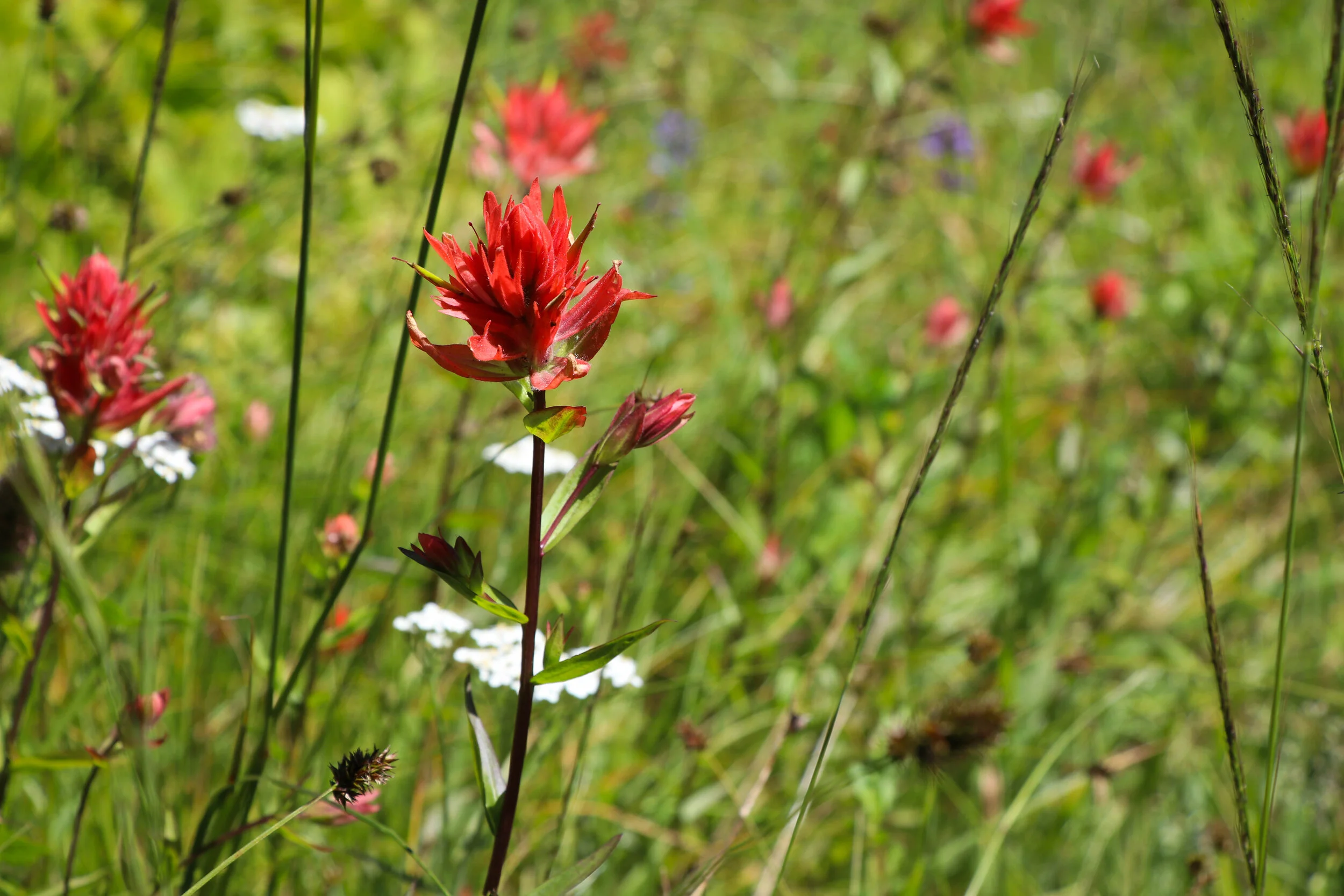 Botany in the Blues - Tiger Creek