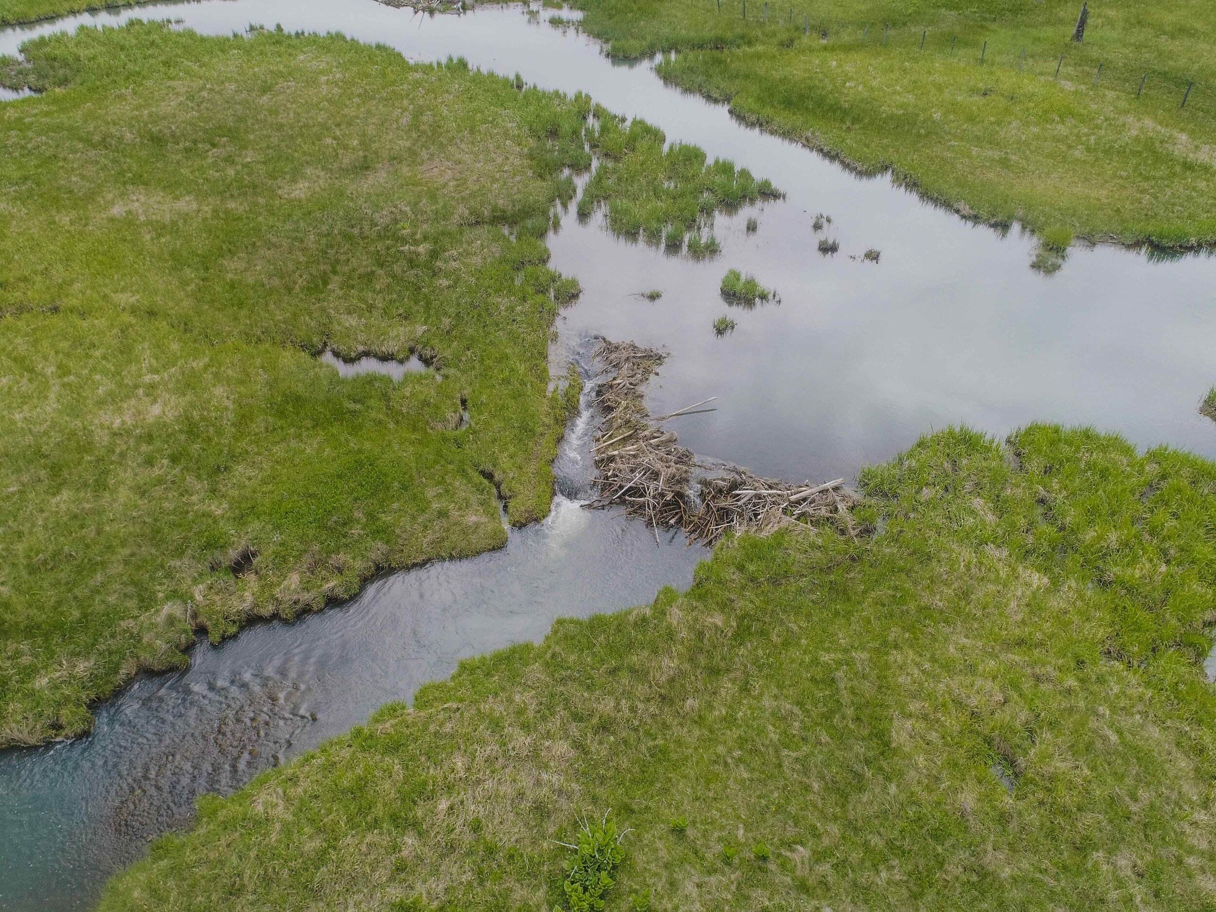 Phipps-Aerial_Beaver Dams.jpg