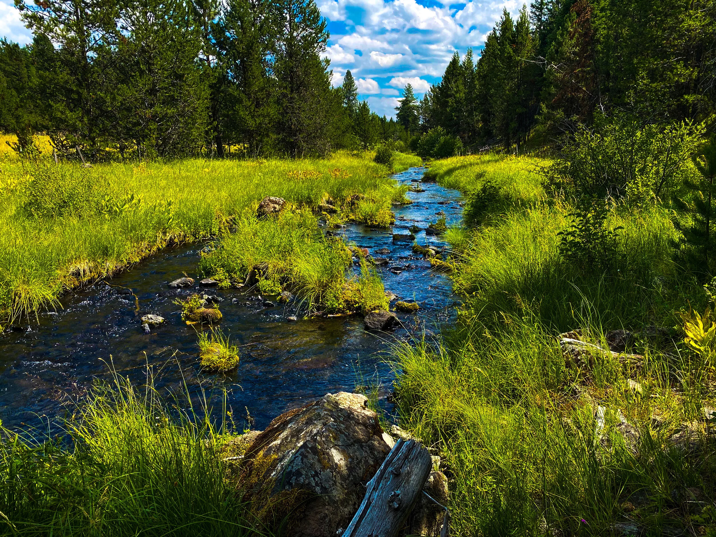 Sipping for Salmon: A Conservation Benefit Beer &amp; Chat