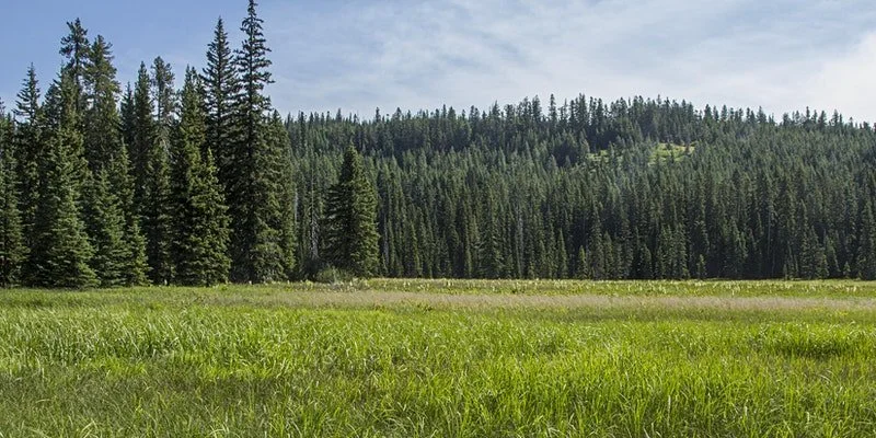 Botany in the Blues: Umatilla National Forest