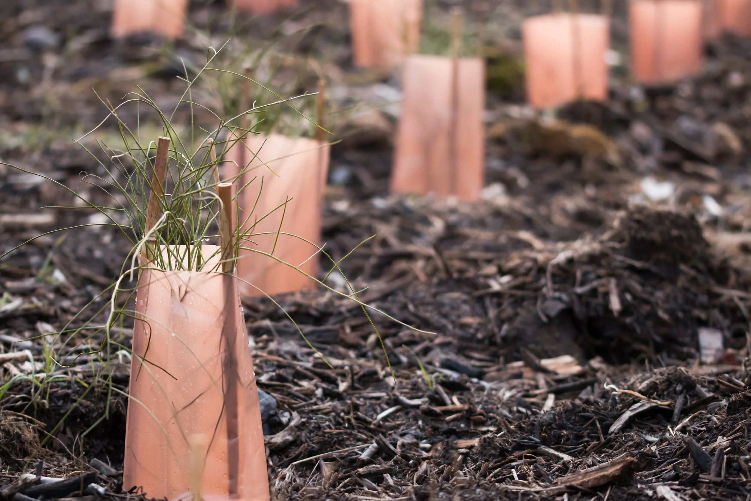 Volunteer: Pikes Peak Riparian Project with the WWCD | September 22 - 24