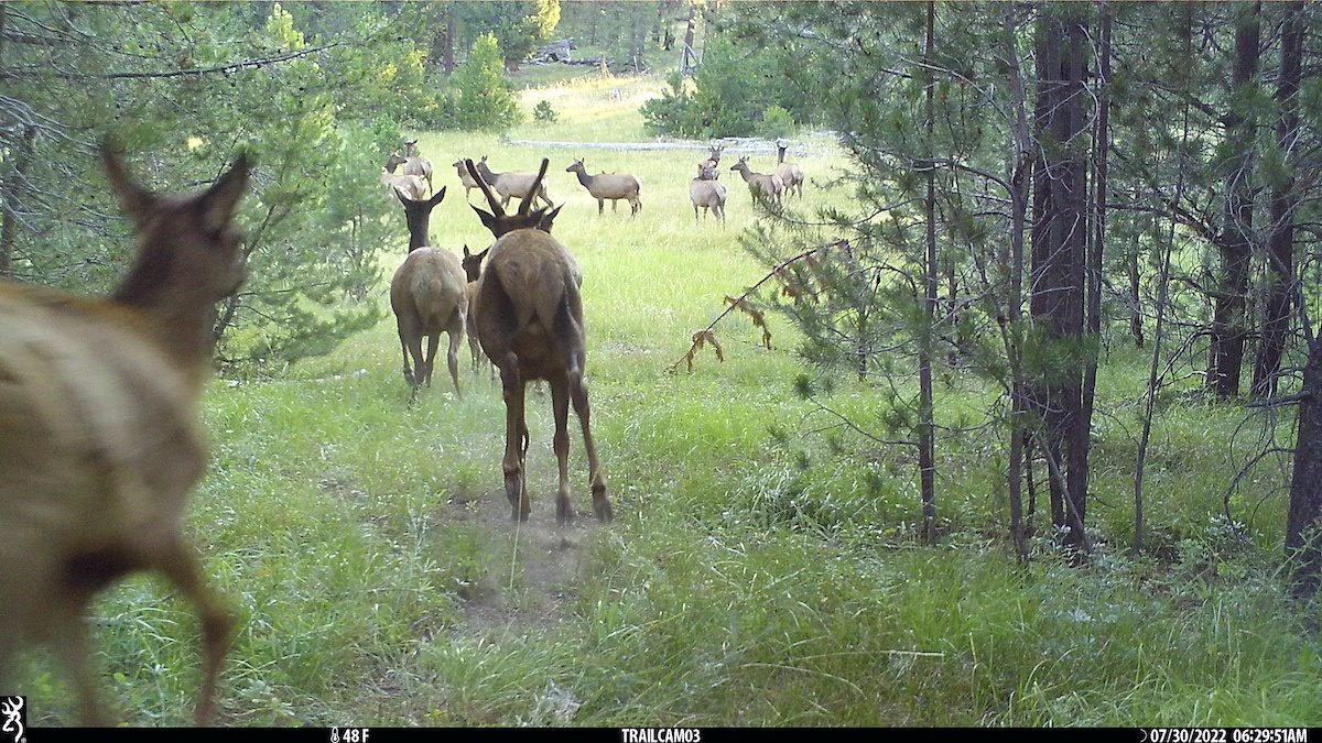 BMLT_Impact Report_Phipps Meadow_Trail Cam_Elk.JPG