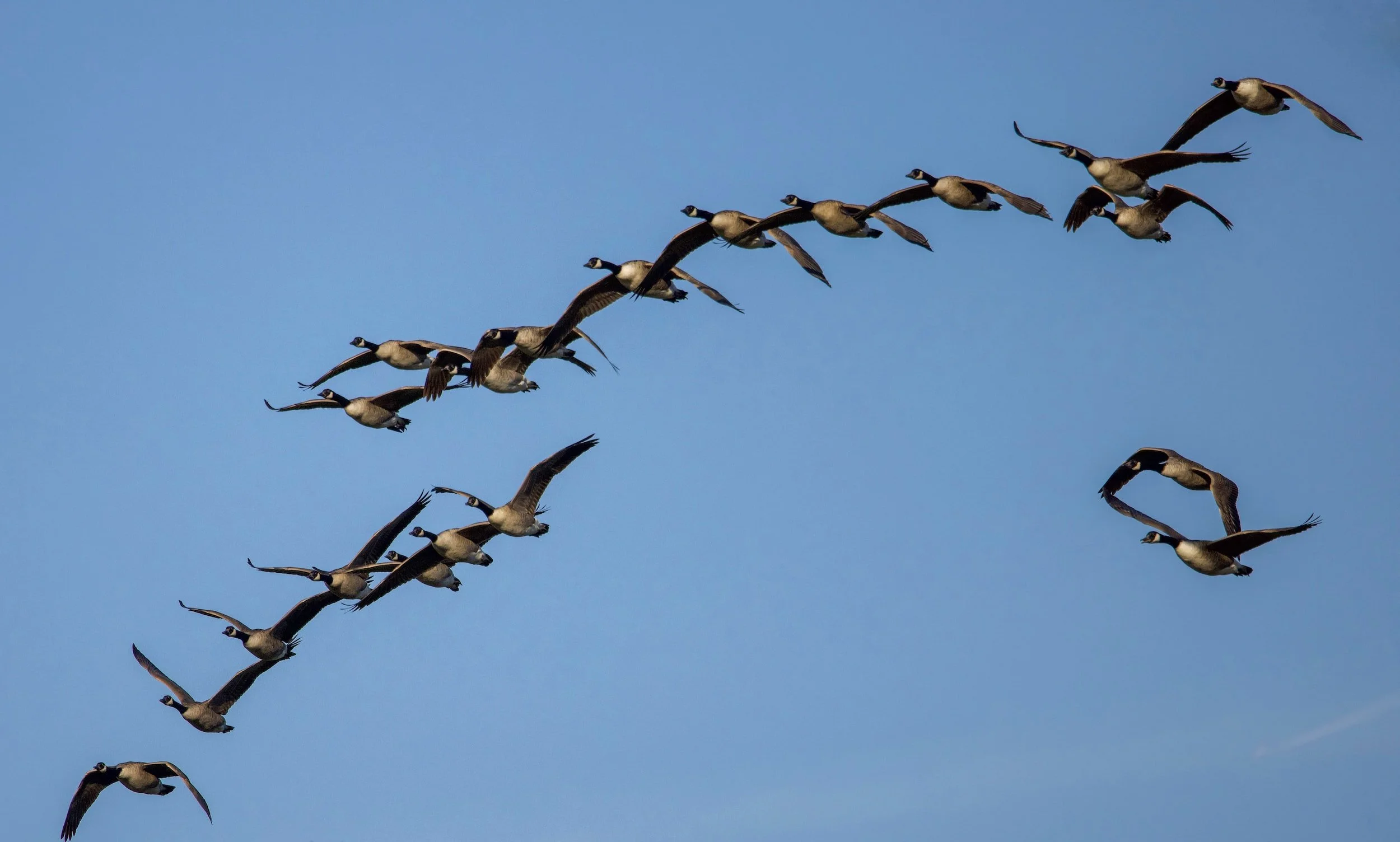 Nature Kids: Migration (FREE)