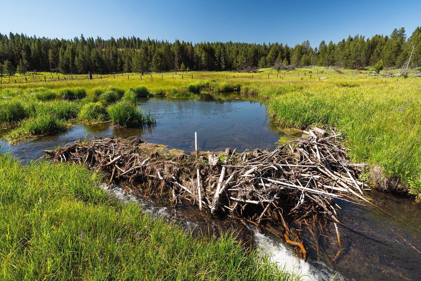 Beavers are ecosystem engineers. And pretty darn cute! Don't be fooled though, these builders pack a powerful ecological services punch that's beneficial for the environment.⁠
⁠
Beaver benefits include:⁠
⁠
🦫Creating diverse habitats and wetlands⁠
🦫