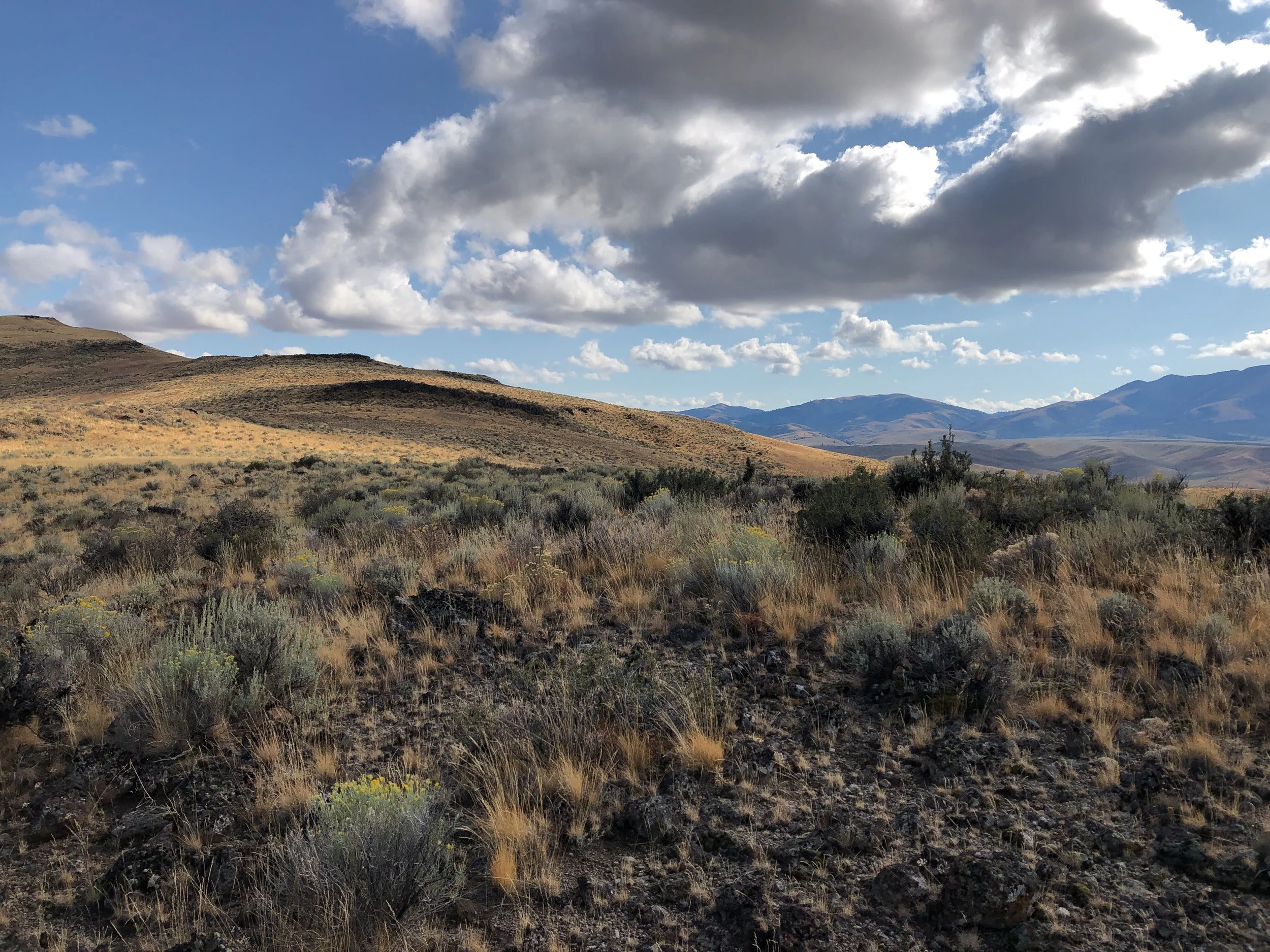 Cultivating harmony: Sage-grouse, habitat, and the benefits of holistic grazing