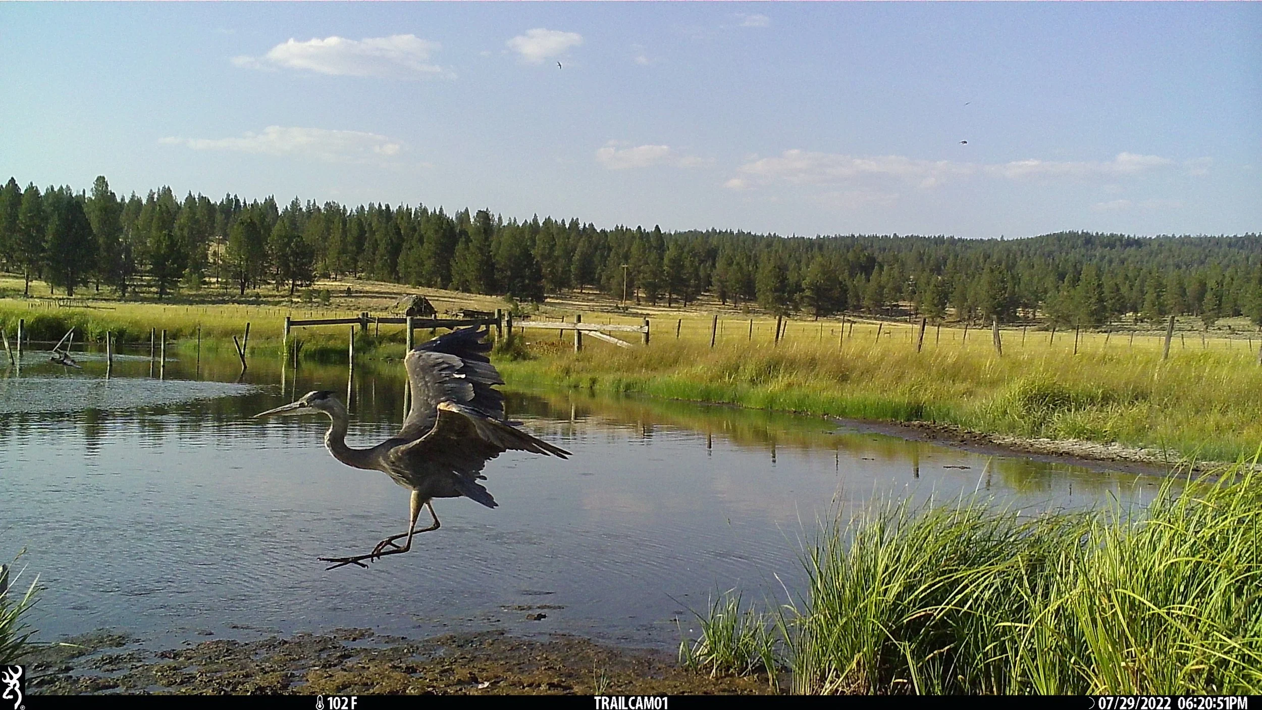 Phipps Meadow Bird Count