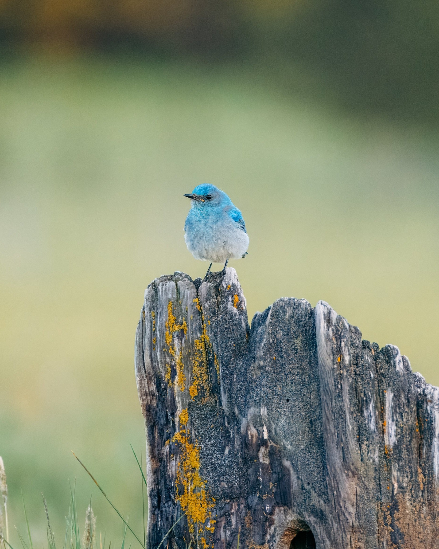 Phipps Meadow Bird Count & Botany Day