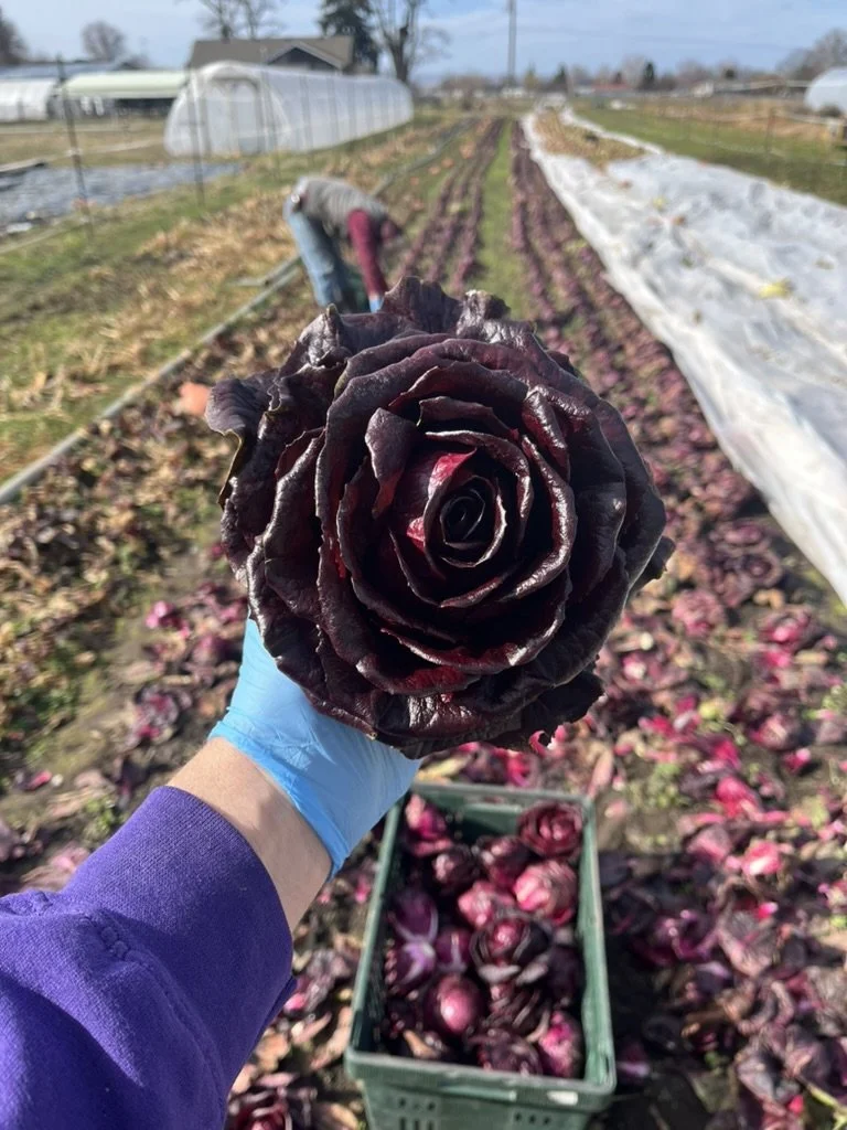 overwintered radicchio rose.jpeg