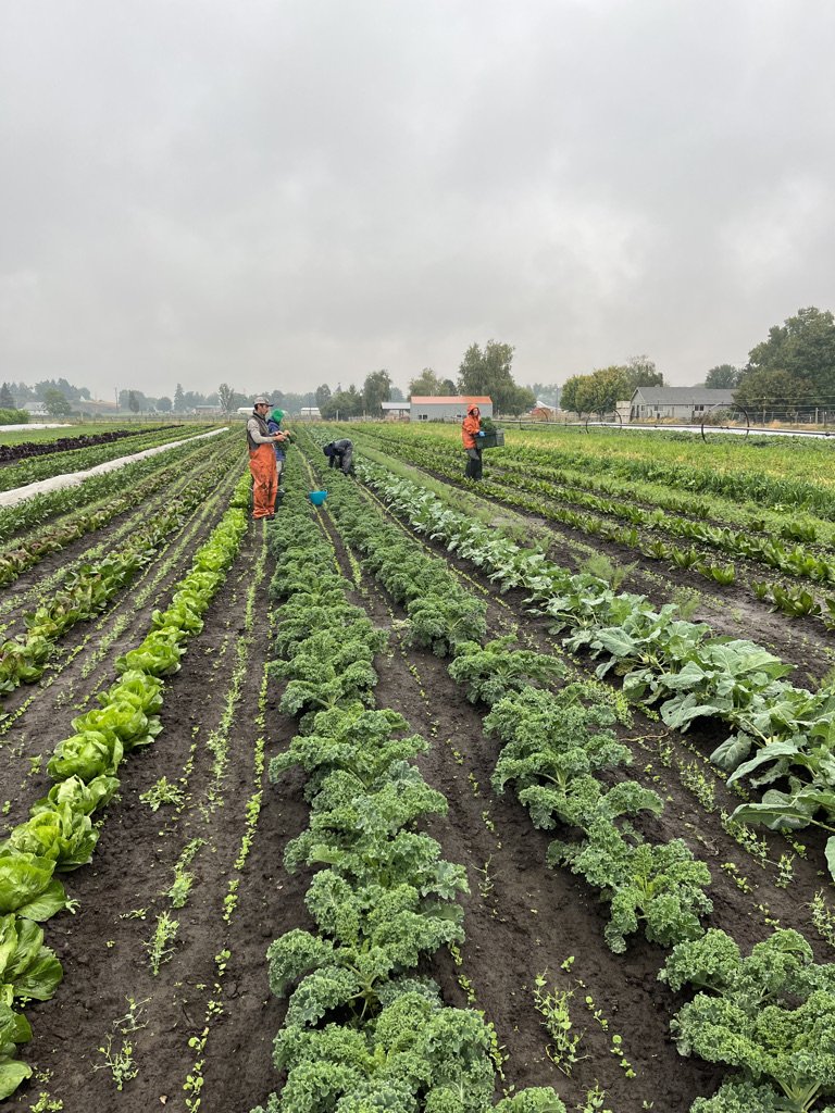 rainy day harvest.jpeg