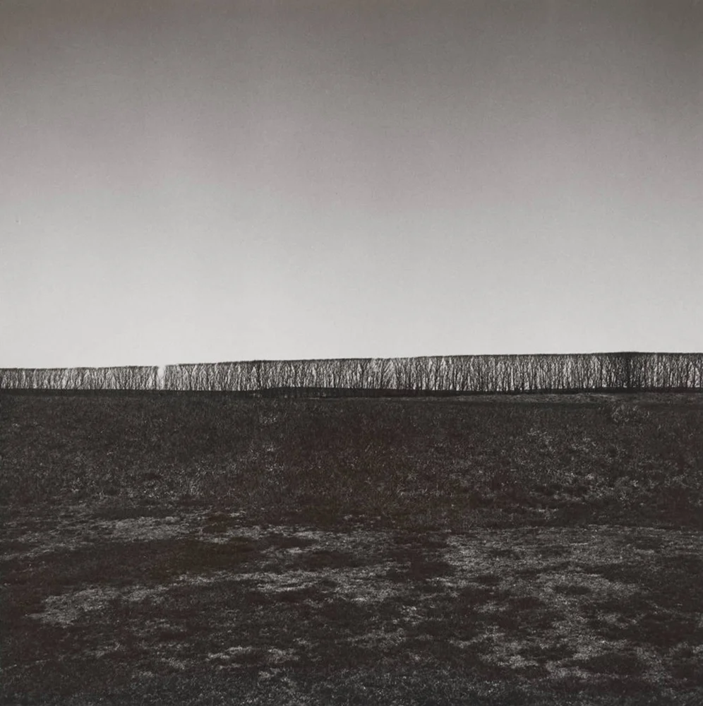 Bare Hedge 1981