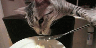 635645524490076265235614116_cat-eating-like-human-o.gif