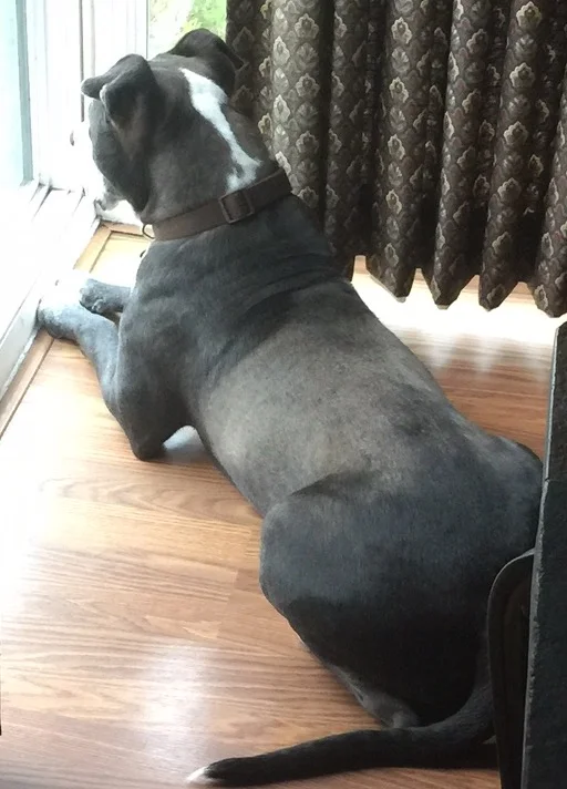 Mactavish