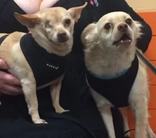 Wally (on the right) with his new brother, Sammy.