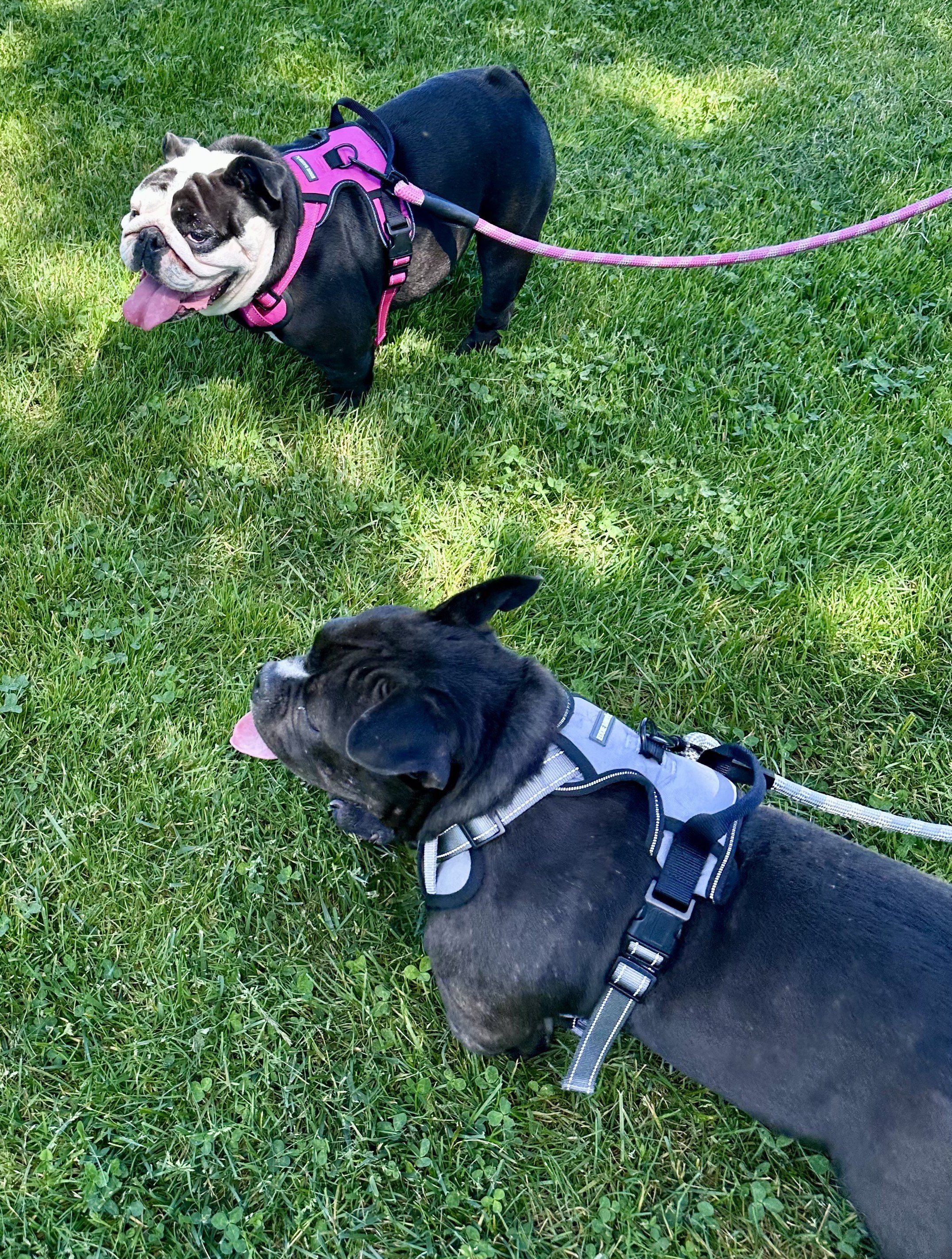Pippa (background) & Fletcher (foreground)