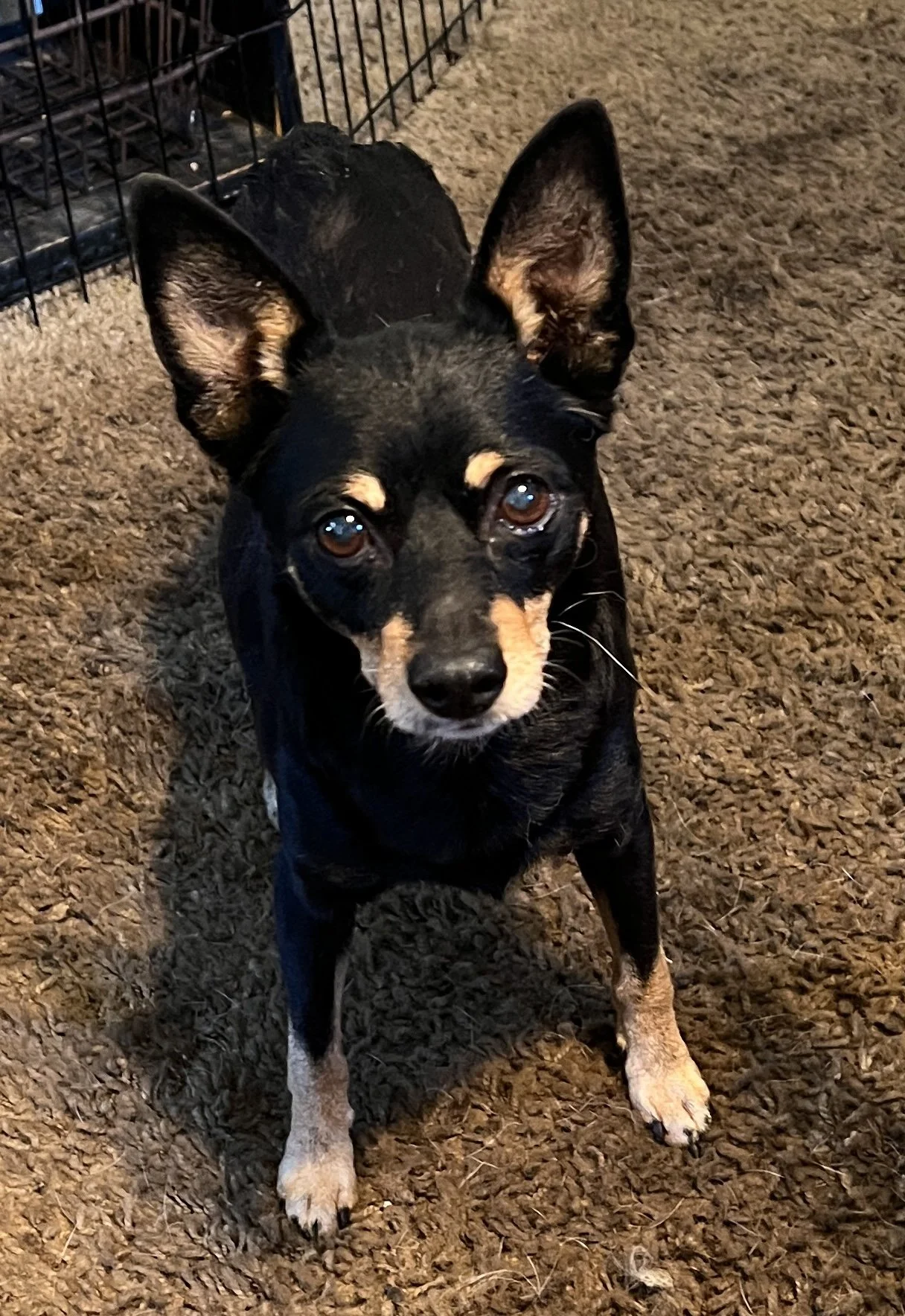 Louie