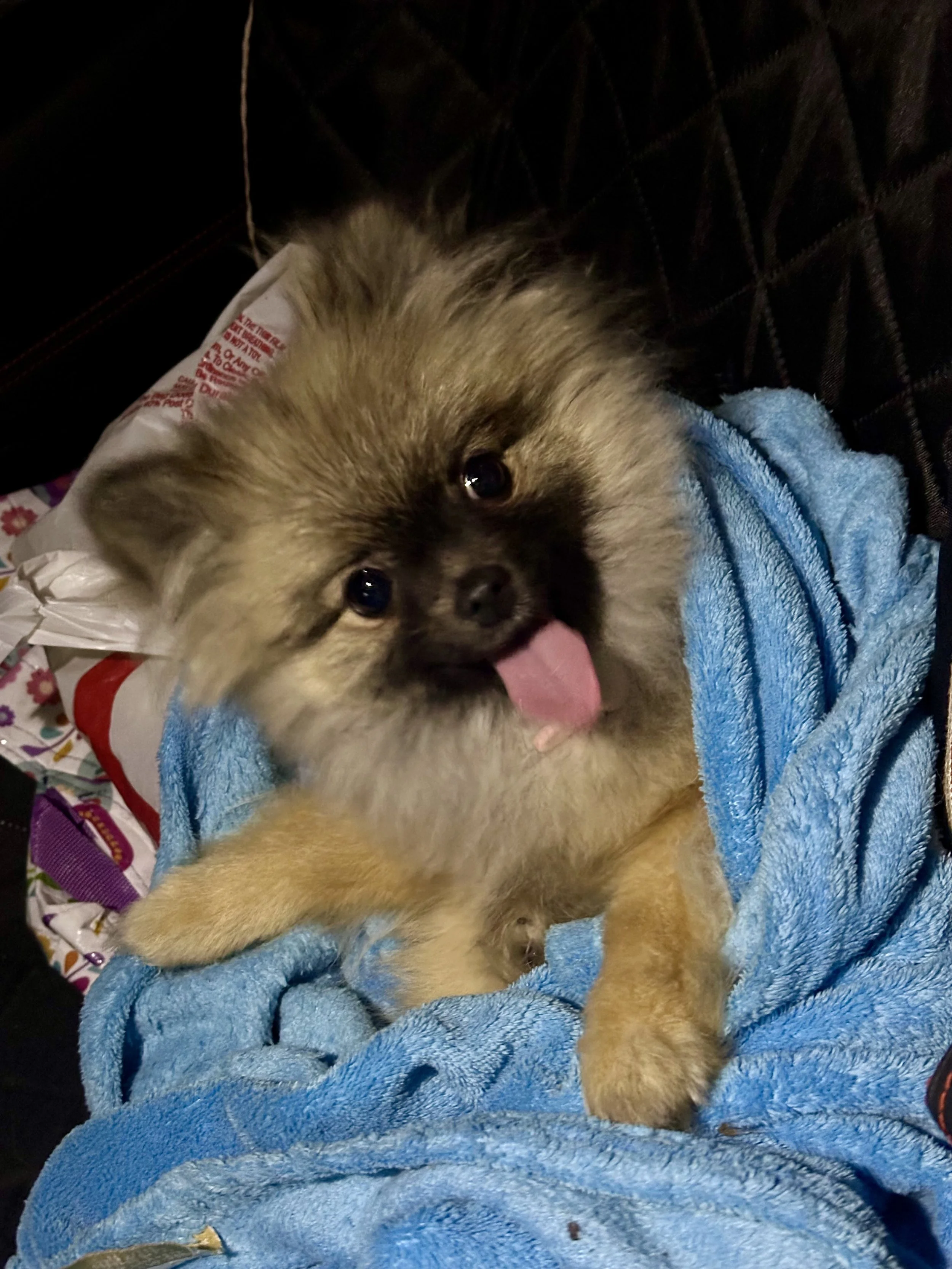 Dot (a.k.a. Mocha)
