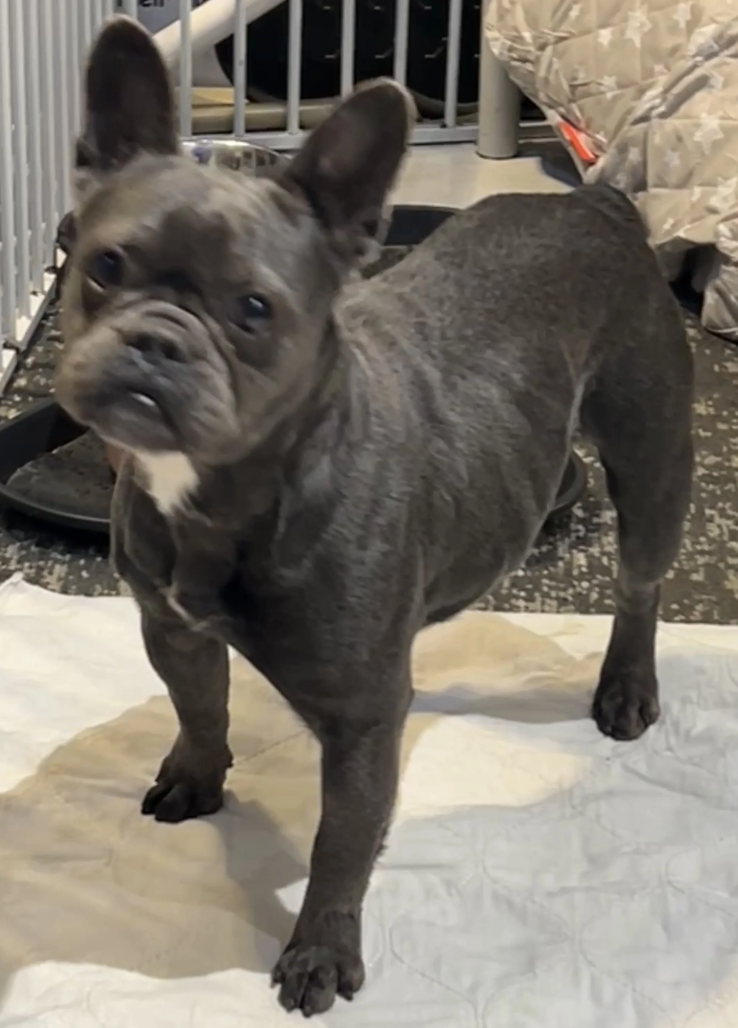 Luca