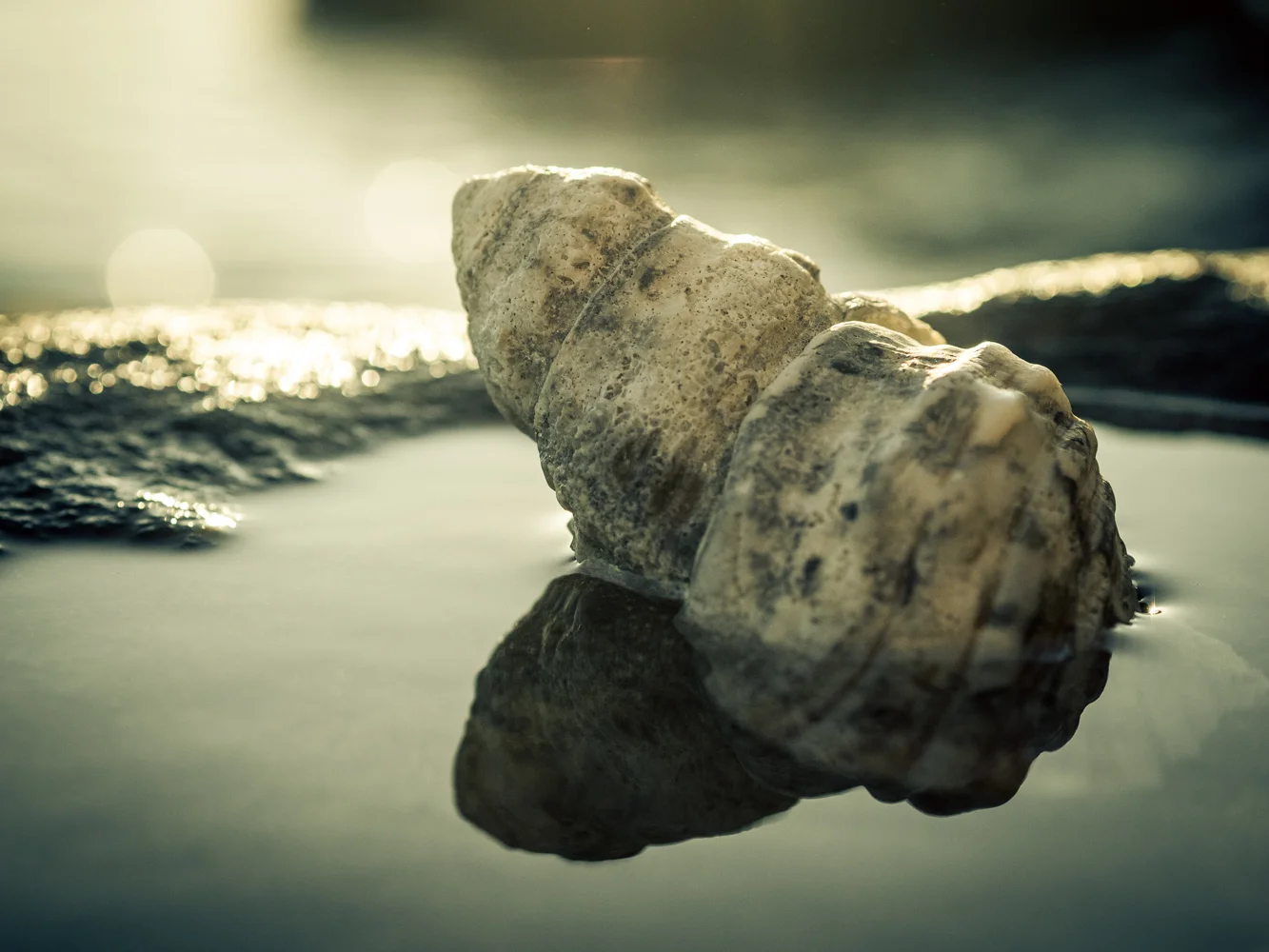 LONR - shells-2.jpg
