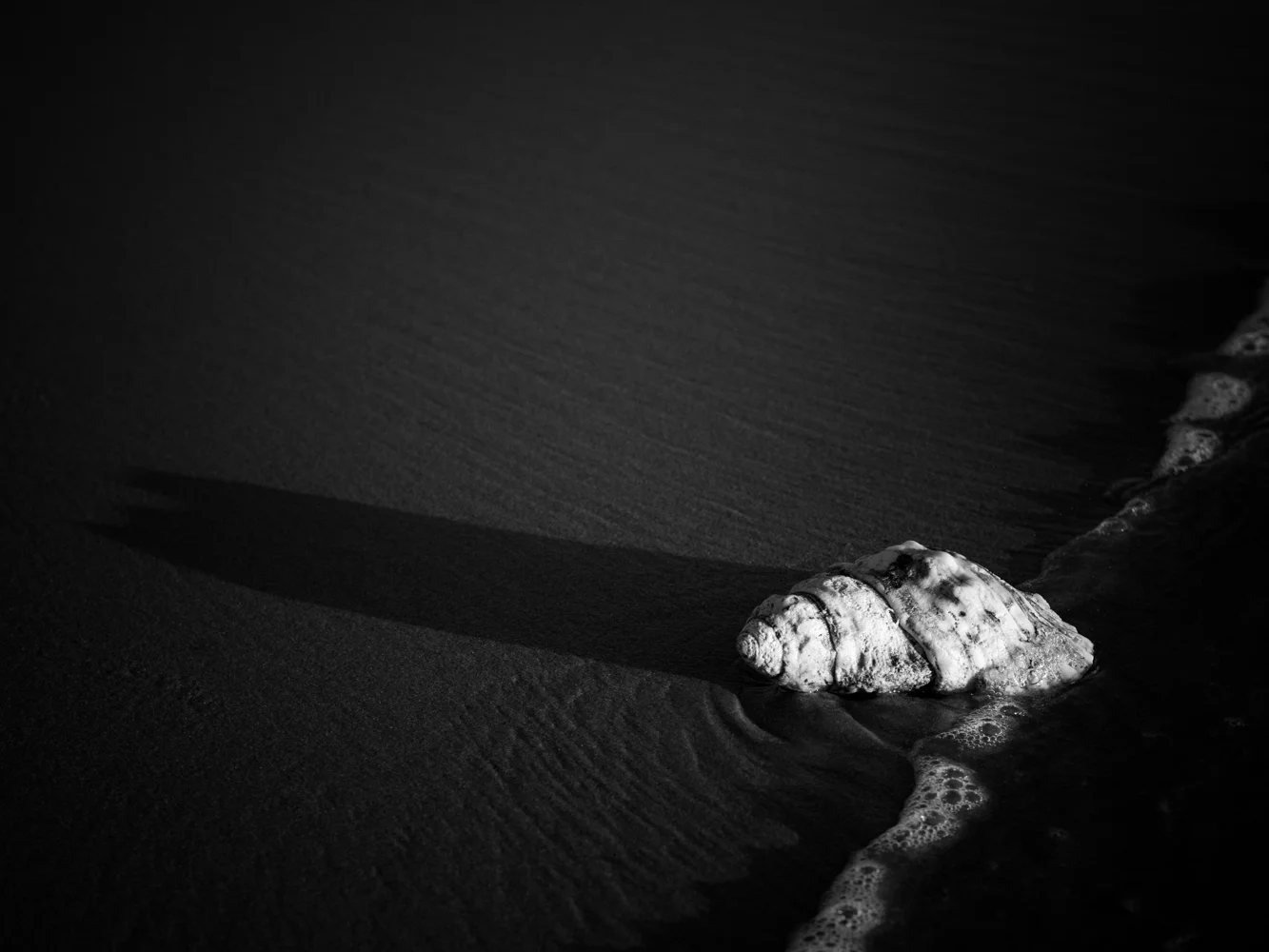 LONR - shells-5.jpg