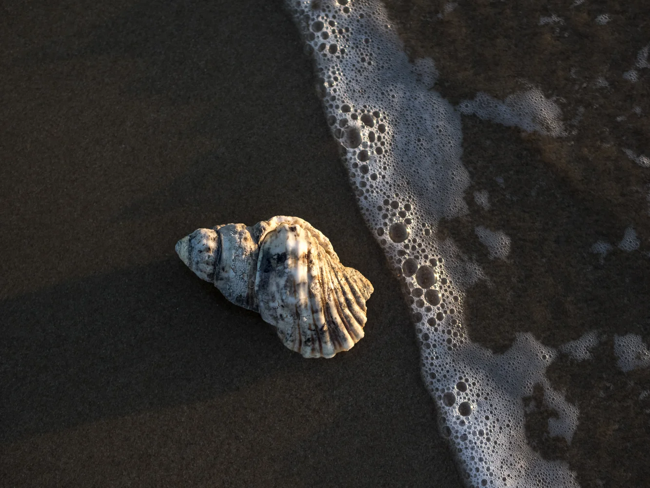 LONR - shells-6.jpg
