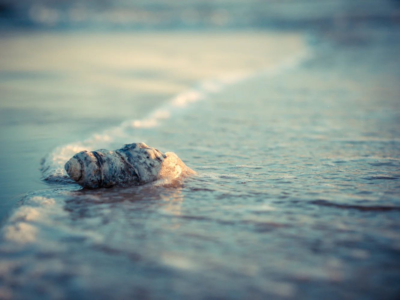 LONR - shells-7.jpg