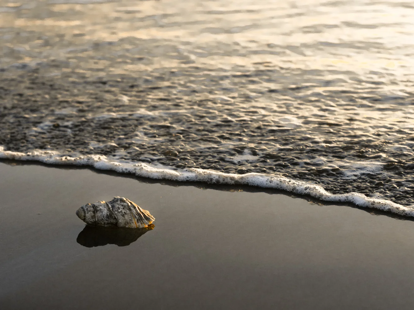 LONR - shells-10.jpg