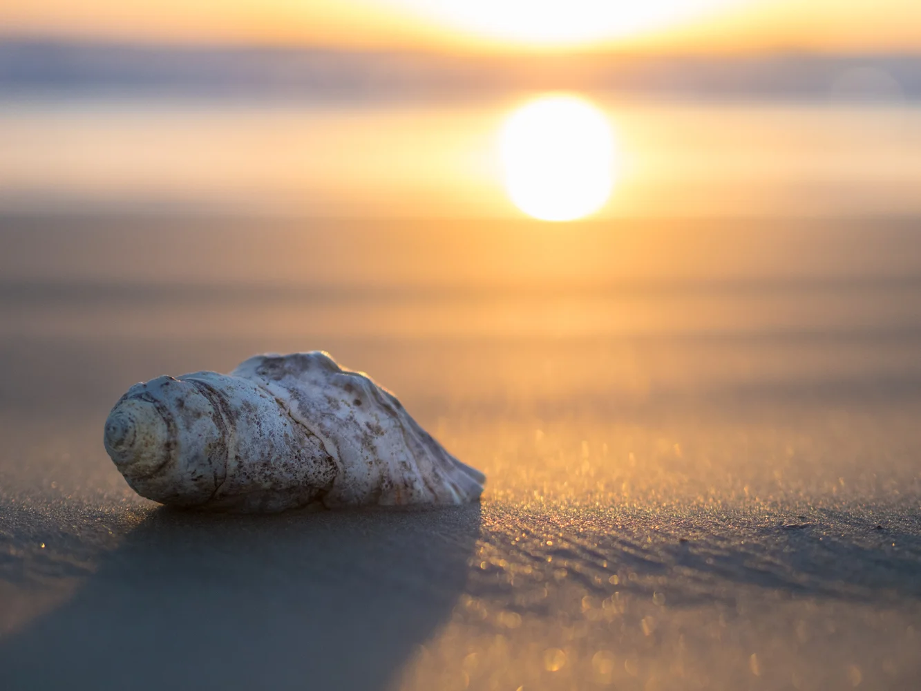 LONR - shells-12.jpg