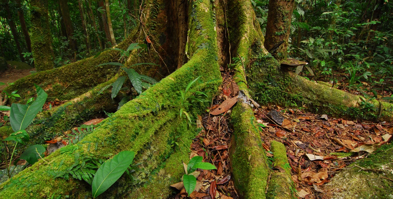 LONR - forest-1.jpg