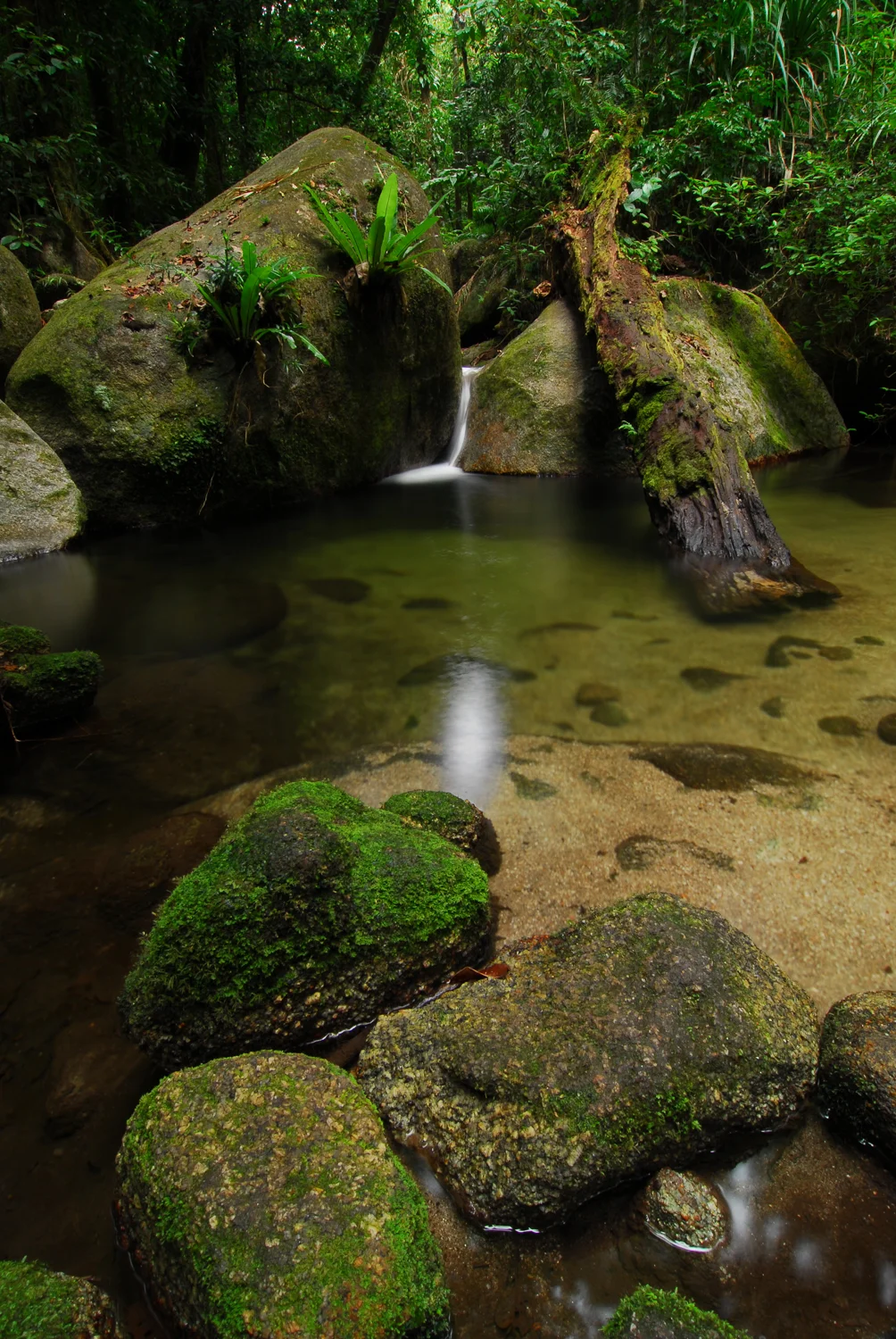 LONR - forest-3.jpg