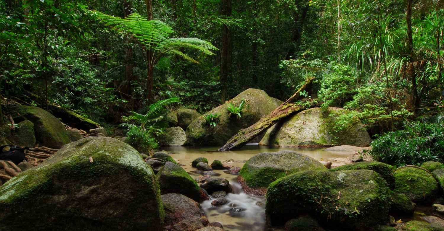 LONR - forest-4.jpg